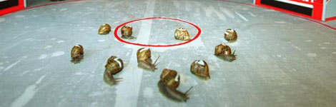 A snail race taking place on a special table