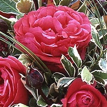 Rosa 'Judith Blacklock'