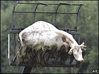 Vaca abatida devido à aftosa na Grã-Bretanha