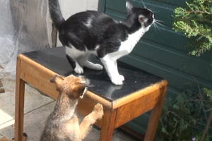 Everyone thinks Amber’s new puppy, Toastie the Border Terrier is cute... except the poor cat! 