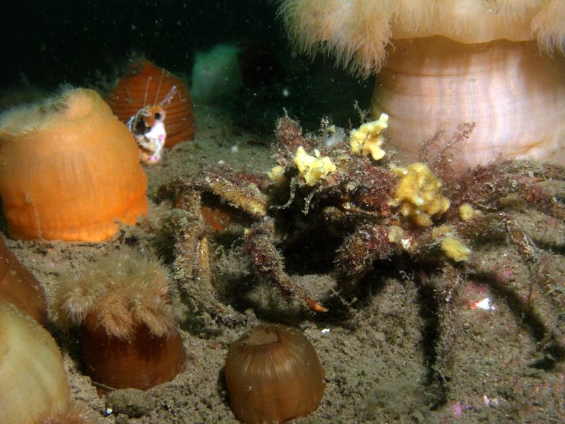 Strange crab with sponges growing on his shell