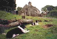 Y cŵn o flaen Bodyfuddau