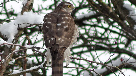 A hungry sparrowhawk hunting in the snow by Sarah Bowen