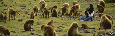 Gelada monkeys