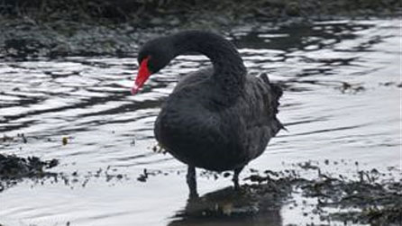 blackswan1_ralph_hillard.jpg