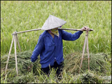 A Vietnamese farmer