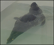 Rescued seal in hospital 