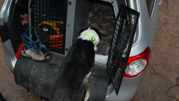 Dog climbs into car with adapted bootspace
