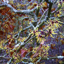 Hamamelis mollis