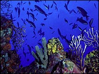 Okyanus dibinde yaşam