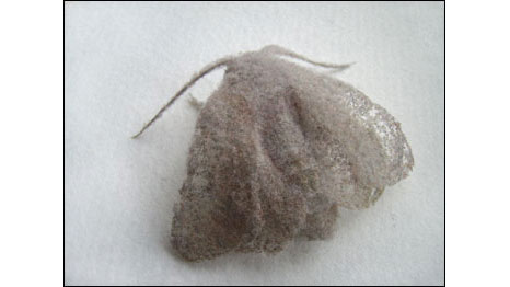 'Mariposa' (Foto: Paul Hazelton/RareArt/Divulgação)