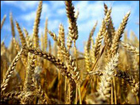 د کوکنارو بديل 