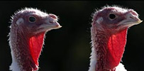 two_turkeys_203.jpg