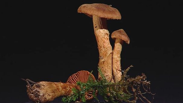 Deadly Webcap (Cortinarius rubellus)