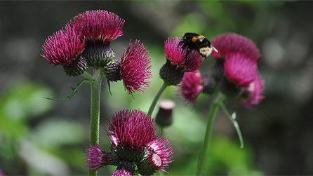 Aberglasney Gardens in June by Richard Edwards