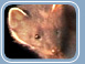 Pine Marten