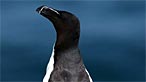 Razorbill. Photo: Burmill5