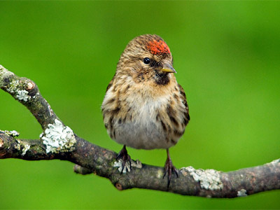Lesser redpoll by Dave Hill