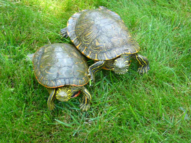 Turtles