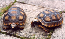 Three year old Yellow Foot Rain Forest Tortoises - these are meat eaters