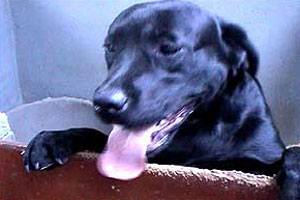 Majorie doesn't need a man in her life when she has her dogs