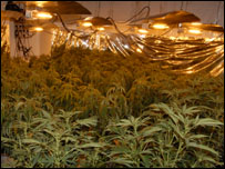 Một cơ sở trồng cần sa bị truy quét