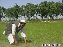 یک کشاورز افغان در هرات