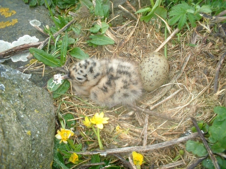 5. Nest, 4th June 2006.