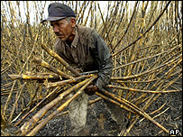 Plantação de cana-de-açúcar