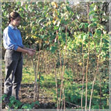 woman purning raspberries 