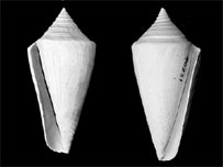 Conchas de caramujos abertas para o lado esquerdo e direito