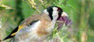 an image of a goldfinch.
