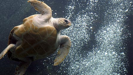 loggerhead_turtle.jpg