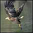 Sea Eagle c/o RSPB