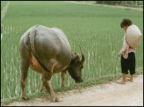 Cảnh nông thôn Việt Nam