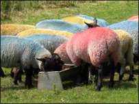 Sheep at Latitude Festival