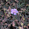 Geranium pratense 'Midnight Reiter'