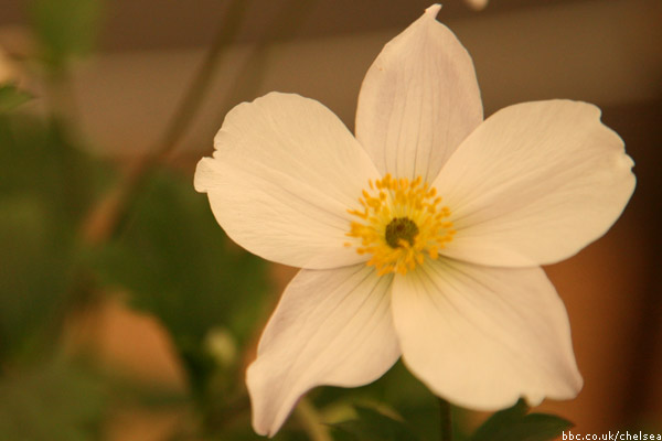 Chelsea Flower Show 2011