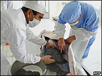 ماهی خاوياری