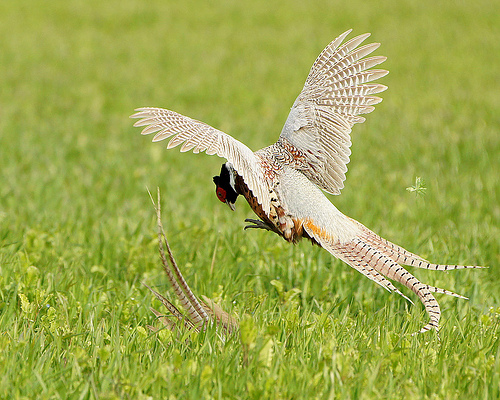 fighting pheasants by mikas uncle