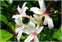 Honeysuckle