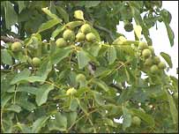 درخت چارمغز