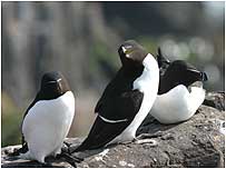 Razorbills