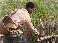 Sangram caçando os ratos