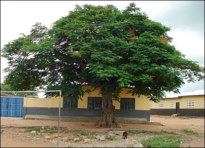 tree at Somanya primary school