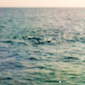 Porpoise in the distance. The appeared half way into the crossing and the team feared they would damage the boat