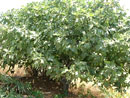 fig tree