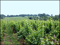 Виноградник