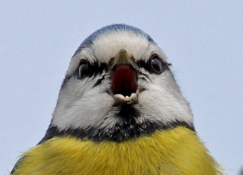 bluetit calling by Helen Bushe