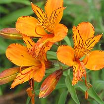 Alstroemeria